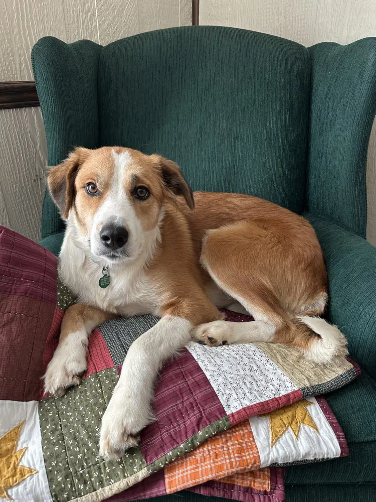 Chigger - Collie