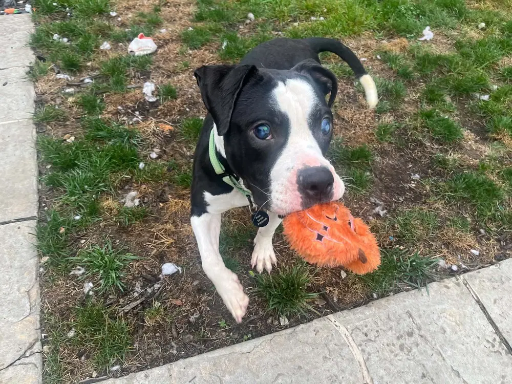 Albie - Boxer