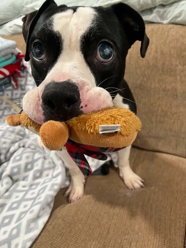 Albie image 2