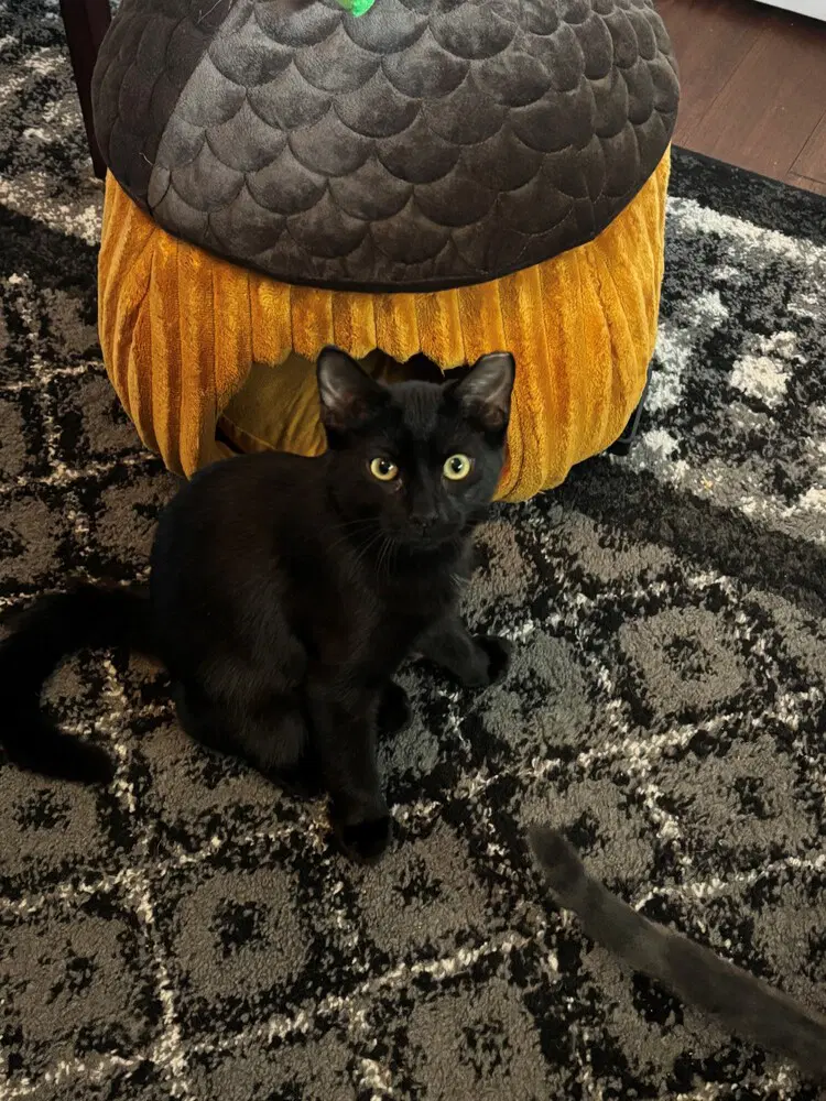 Midnight - Domestic Short Hair