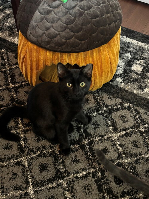 Midnight, a young female cat up for adoption