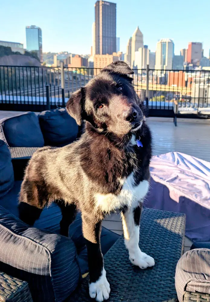 Zane - Terrier