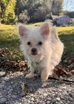 Honey Bun image 4