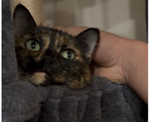 Bella, a cat up for adoption