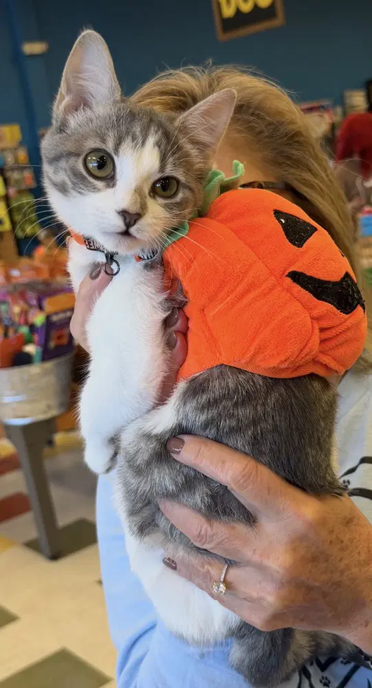 Willow - Domestic Short Hair