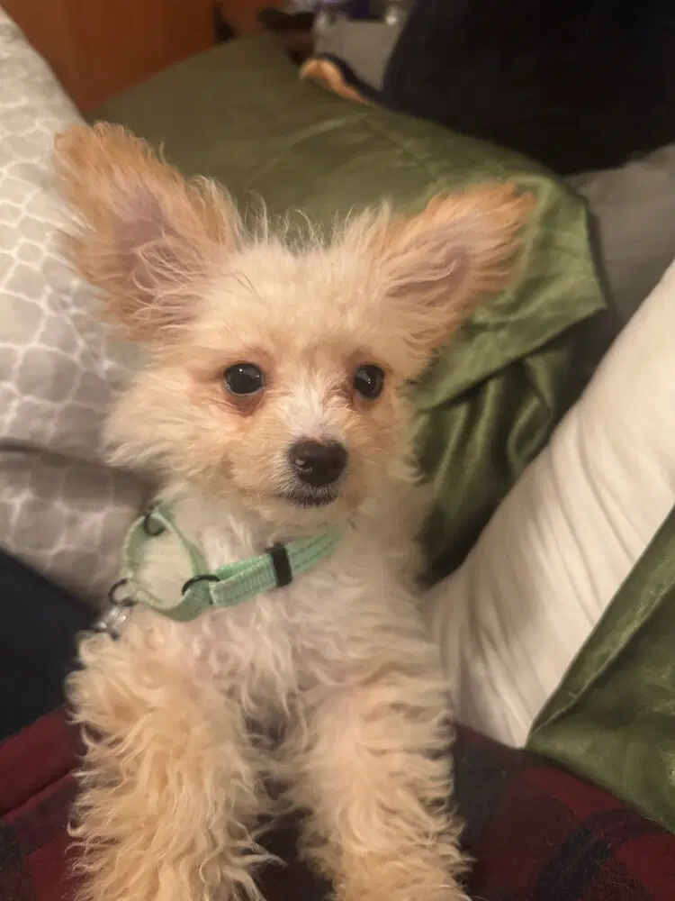 Sugar Cube - Poodle (Miniature)