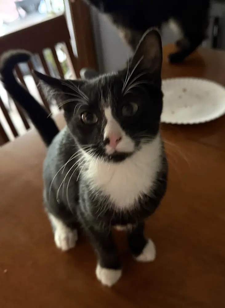 Pon - Domestic Short Hair