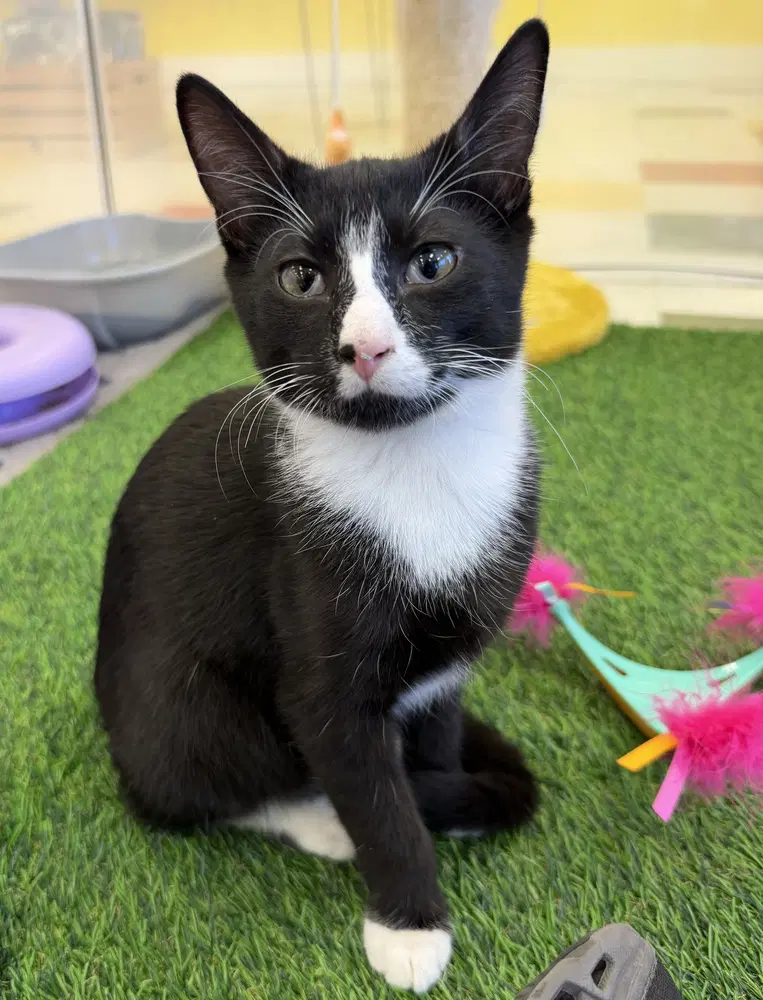 Pon - Domestic Short Hair