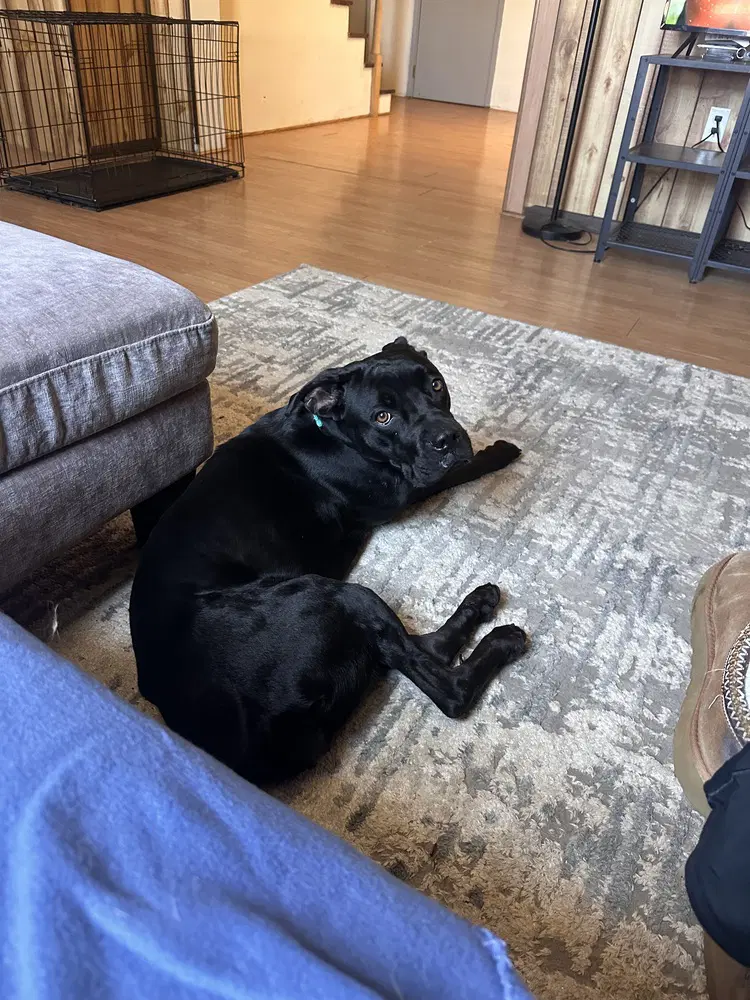 Panther - Cane Corso Mastiff