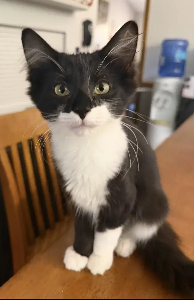 Momo - Domestic Long Hair