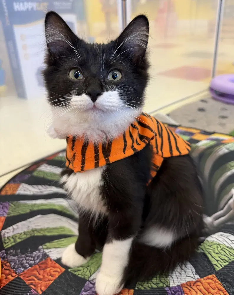 Momo - Domestic Medium Hair