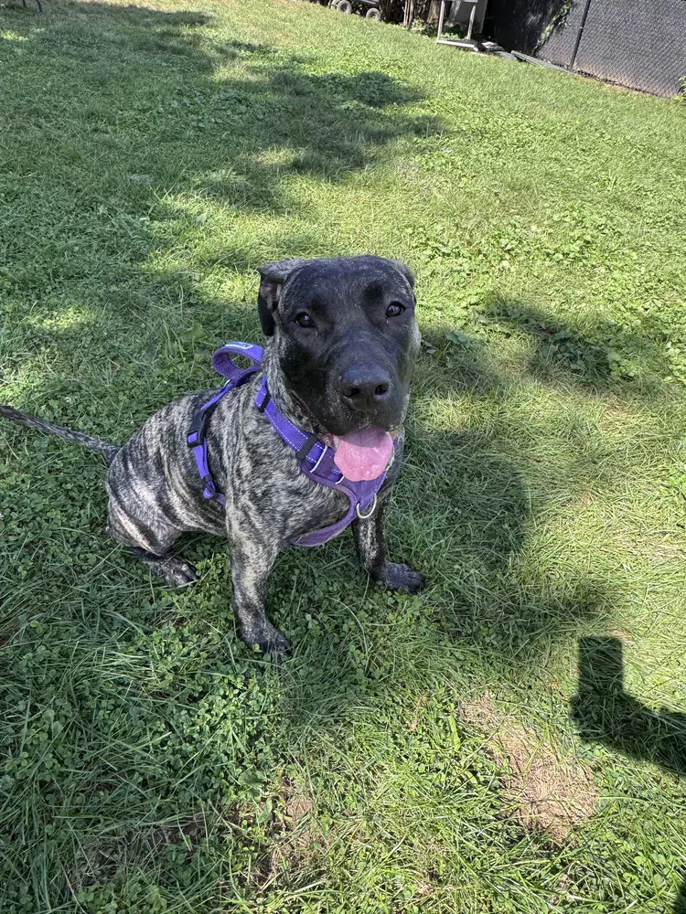Poppy - Presa Canario