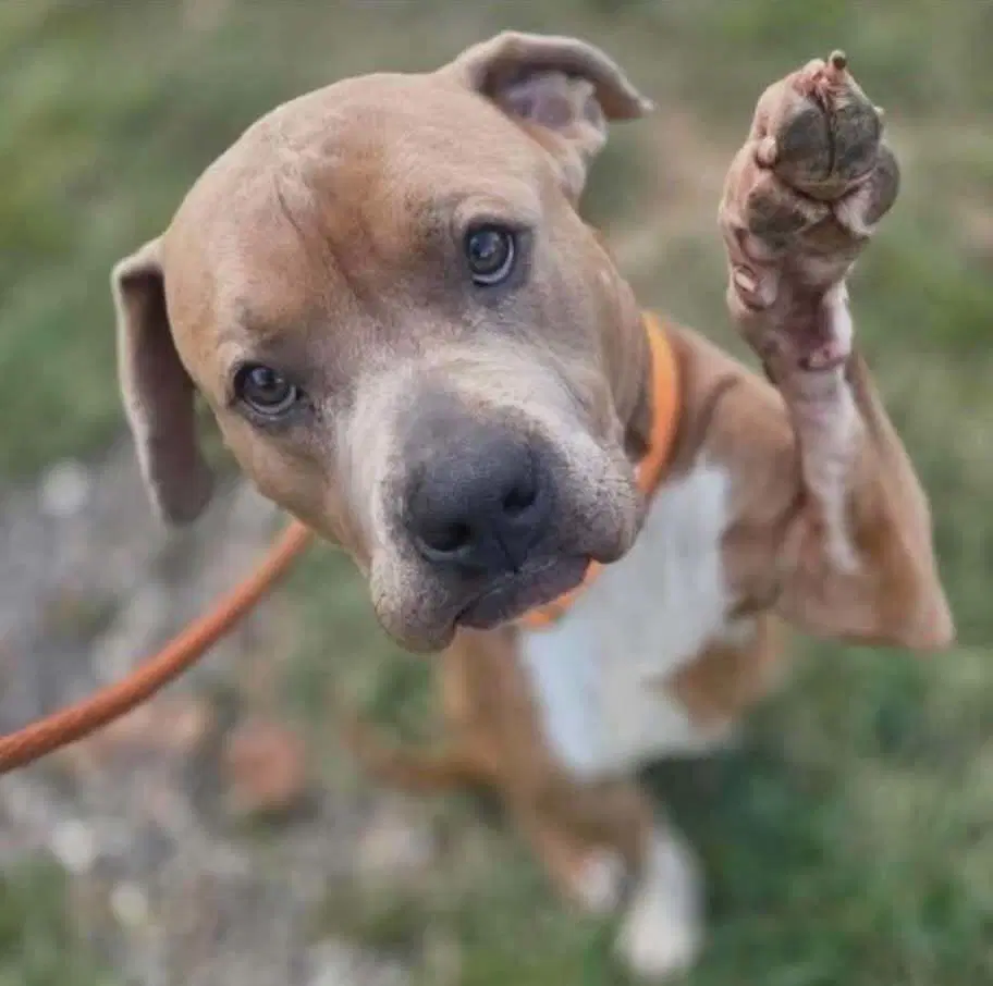 Tiny - Pit Bull Terrier