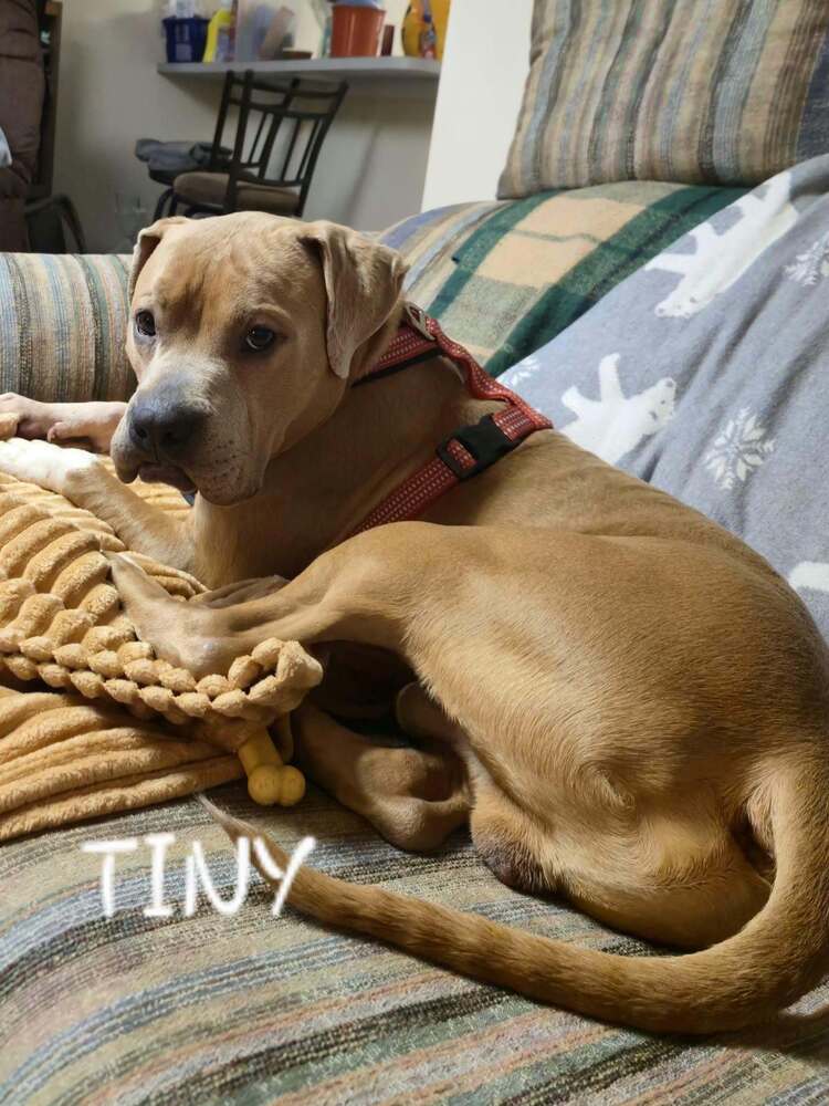 Tiny, photo 2