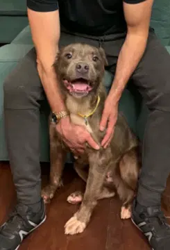 Cannoli - Pit Bull Terrier