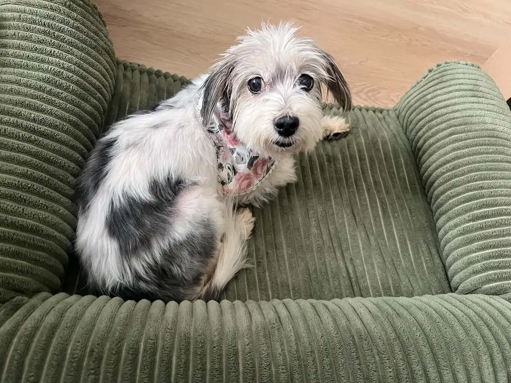 Vera - Yorkshire Terrier Yorkie