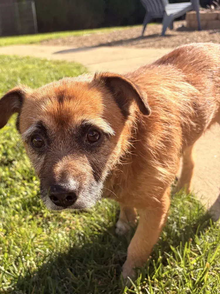 Scrappy - Jack Russell Terrier