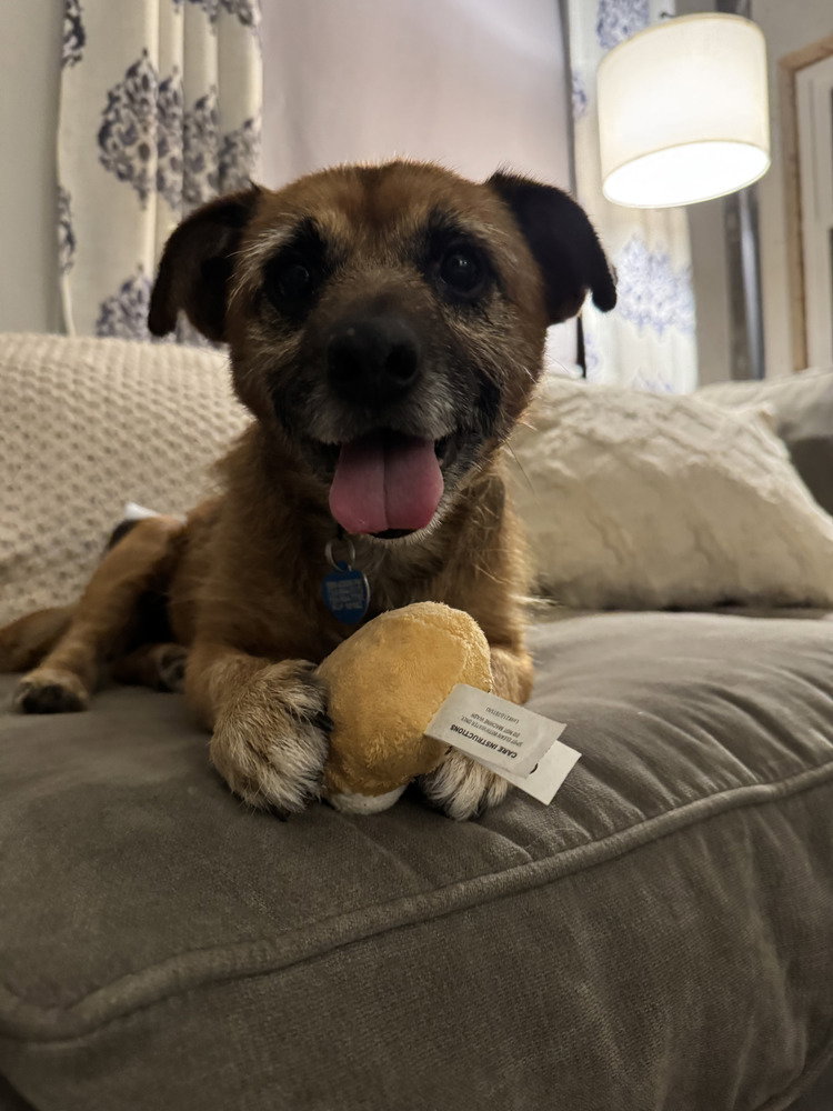 Scrappy, photo 3