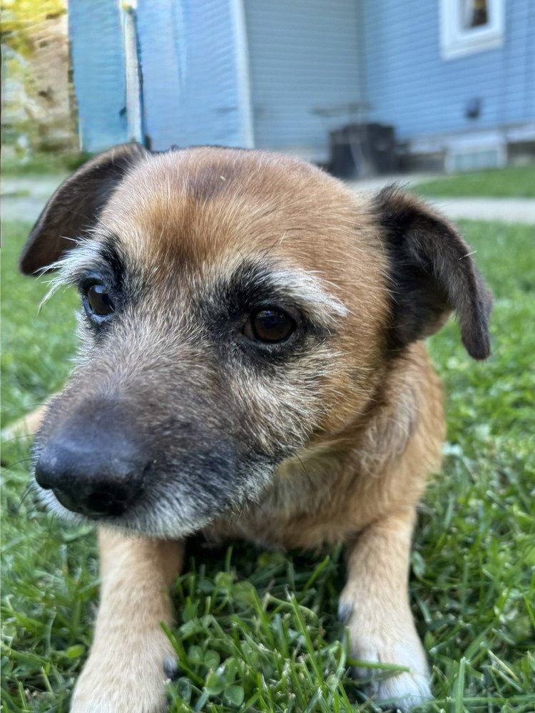 Scrappy, photo 4