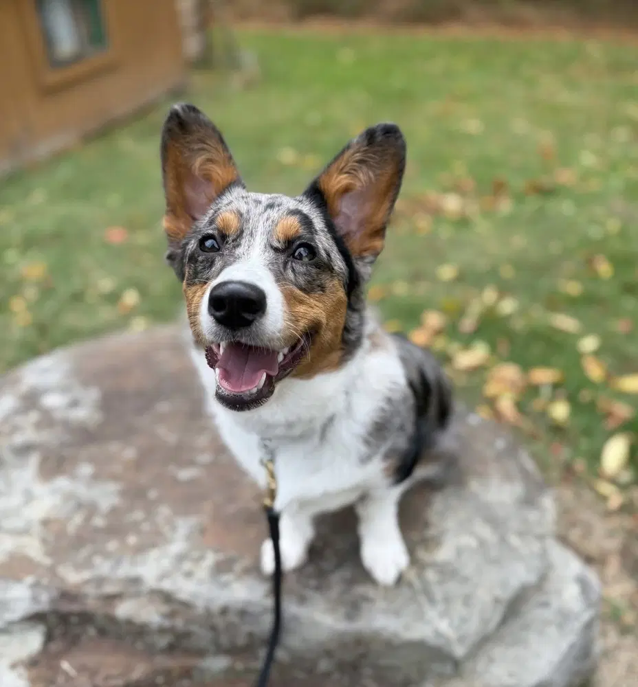 Bella - Welsh Corgi