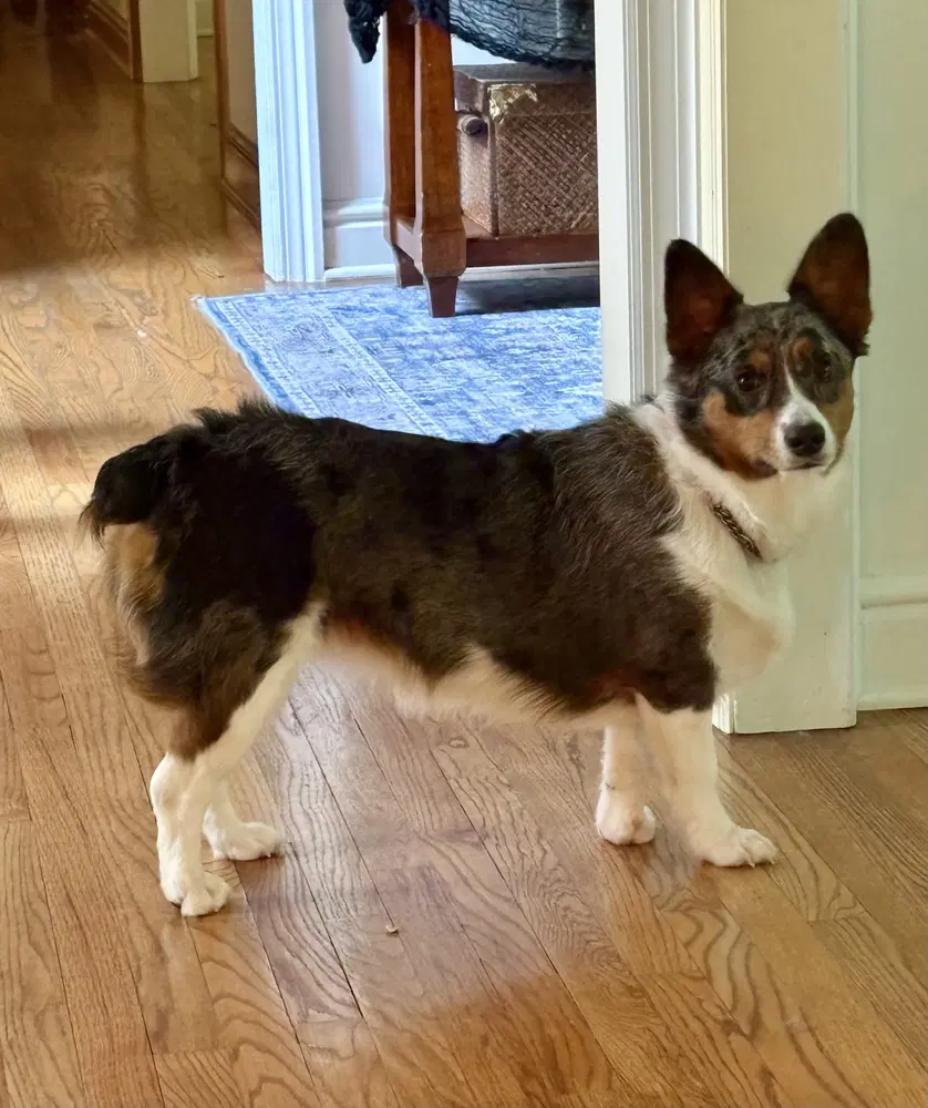 Bella image 2