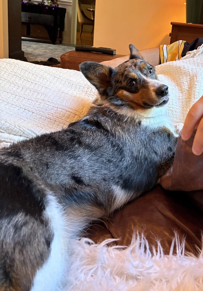 Bella, photo 3