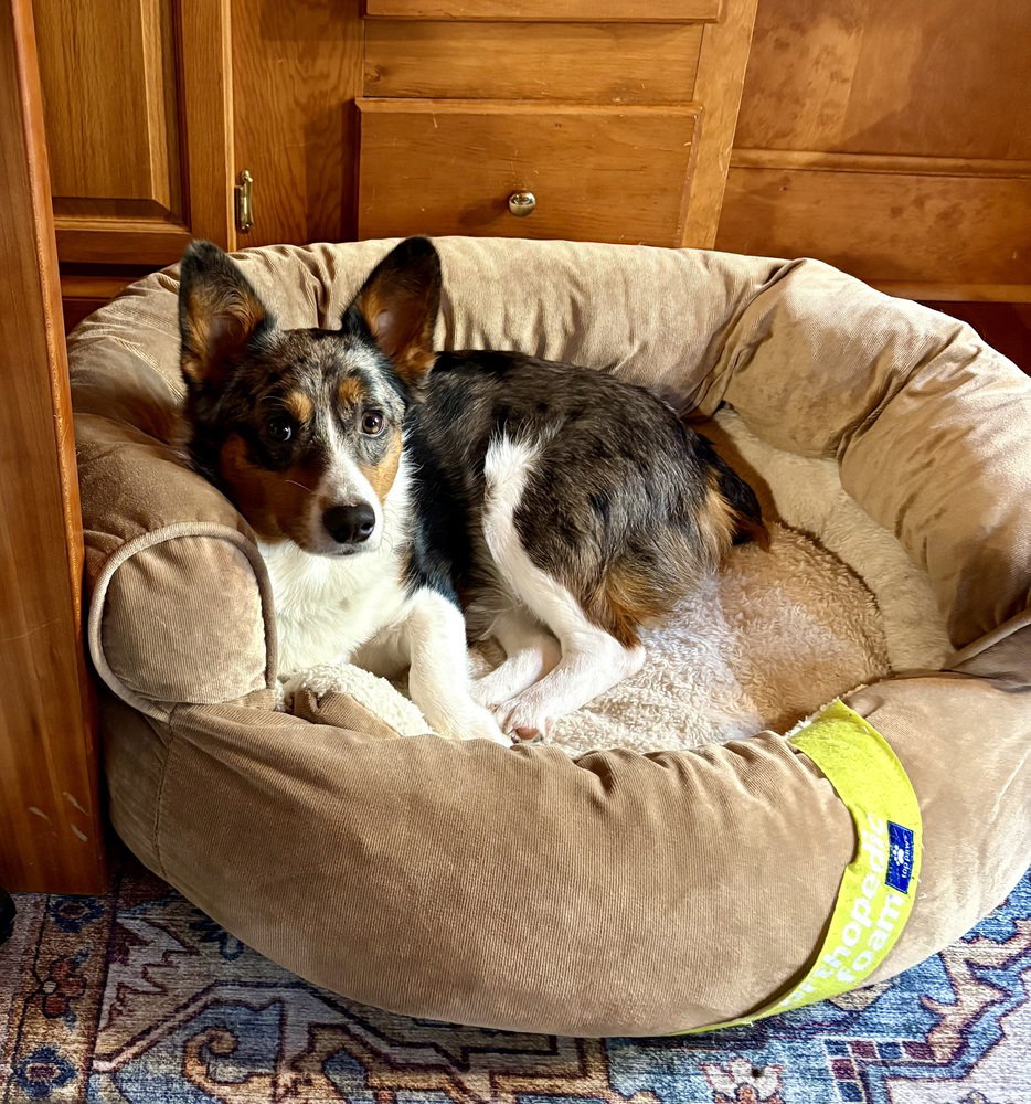 Bella, photo 4