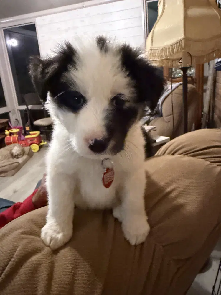 Kodiak - Collie