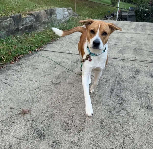 Zipper - Hound