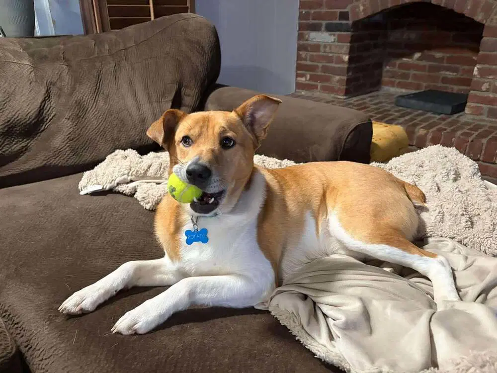 Potato - Terrier