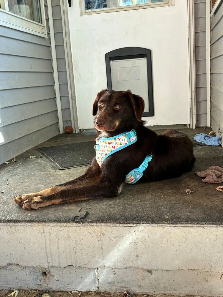 Hershey image 2