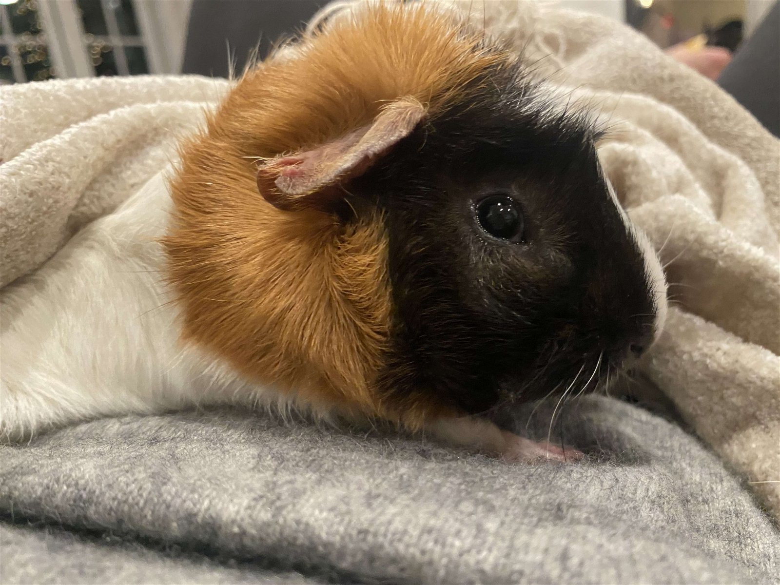 adoptable Guinea Pig in North Salem, NY named Alvin