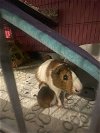 adoptable Guinea Pig in salem, OR named Millie