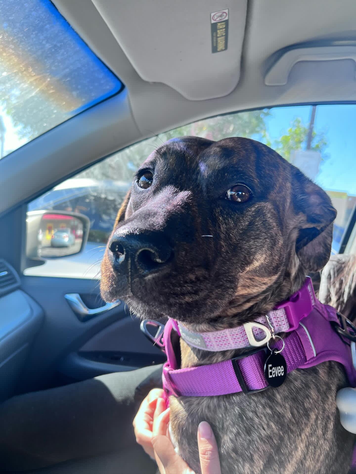adoptable Dog in Los Angeles, CA named Eevee