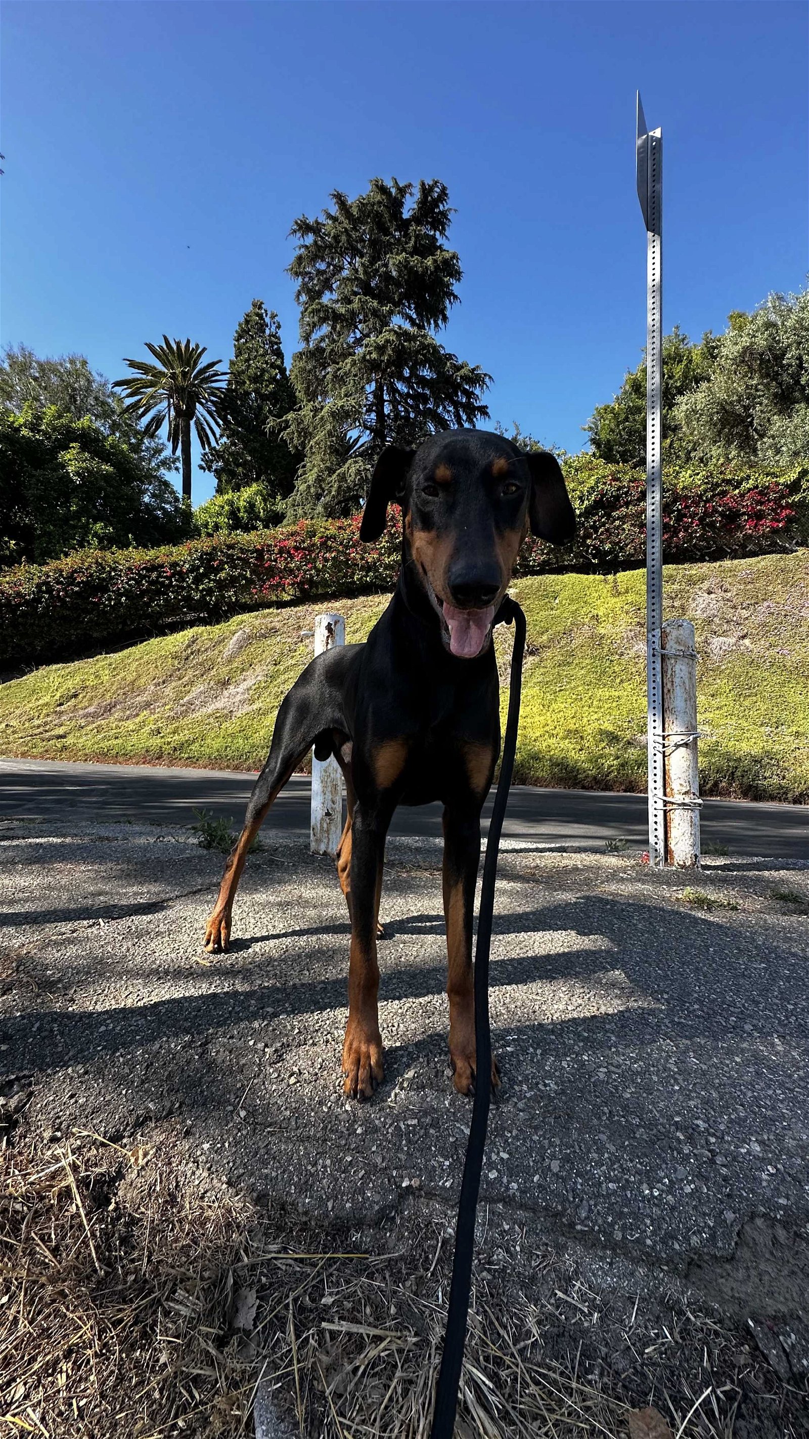 adoptable Dog in Los Angeles, CA named Monty