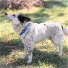 adoptable Dog in kyle, TX named Dots