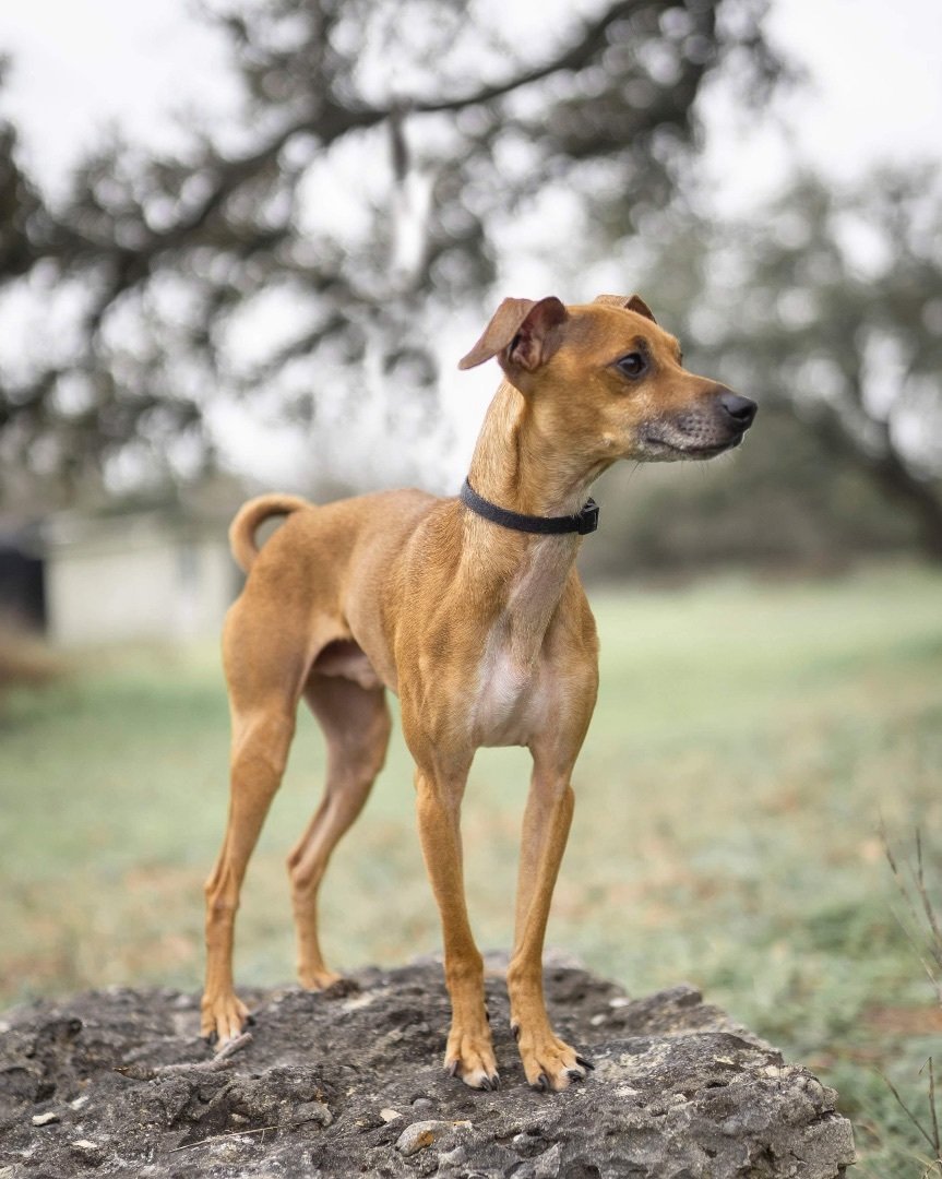 adoptable Dog in Kyle, TX named Fig