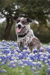 adoptable Dog in kyle, TX named Juju