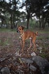 adoptable Dog in kyle, TX named Fig