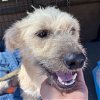 adoptable Dog in kyle, TX named Ginger