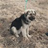 adoptable Dog in , NM named McGee