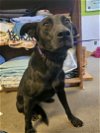 adoptable Dog in , NM named Peaches