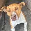 adoptable Dog in , NM named Scoobs