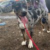 adoptable Dog in , NM named Saphire