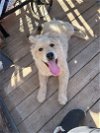 adoptable Dog in , NM named Bear
