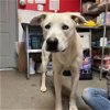 adoptable Dog in  named Frosty
