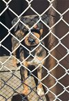 adoptable Dog in , NM named Weston