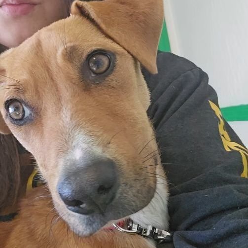 adoptable Dog in Las Vegas, NM named Sia