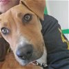 adoptable Dog in , NM named Sia