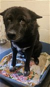 adoptable Dog in , NM named Sitka
